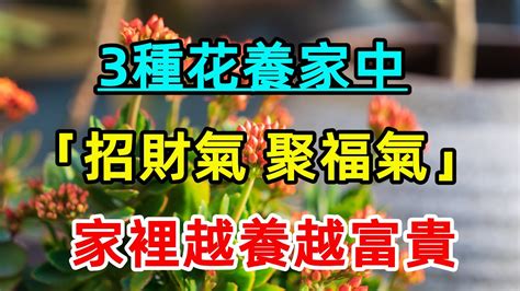 陽台種花招財|陽台植物招財秘笈：15種招財植物打造財源廣進 